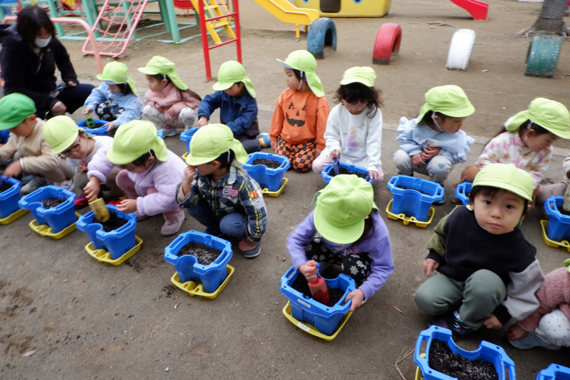 チューリップ球根植え